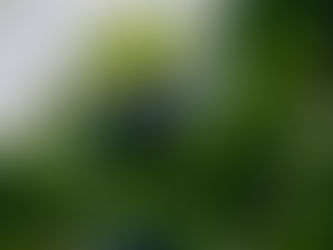 In the Shadows of a Japanese Summer