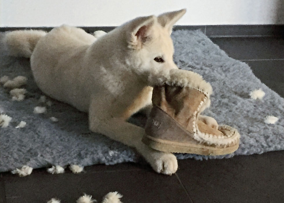 Welpe frisst Stiefel