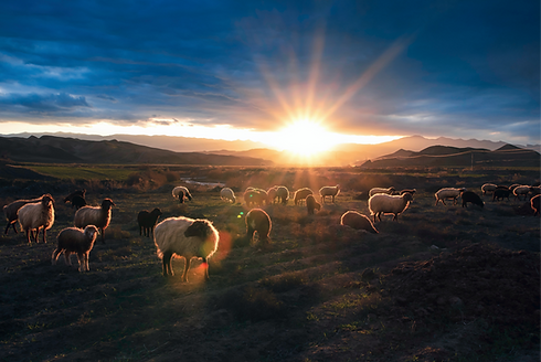 A flock of sheep grazing in the nature around Mashhad._edited.png