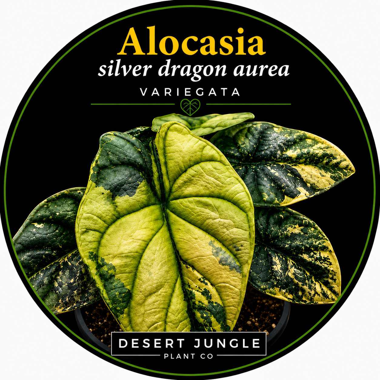 TC Alocasia 'Silver Dragon Aurea