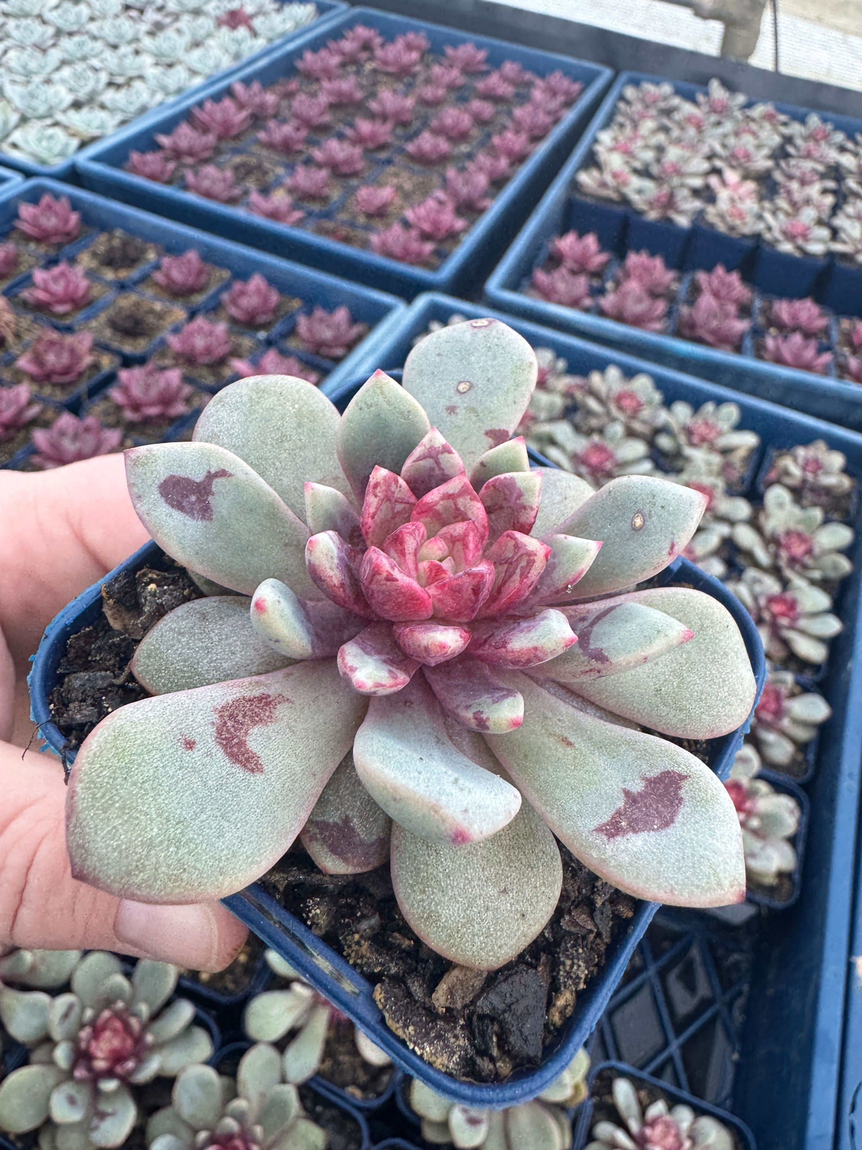 Echeveria Jelly Jam