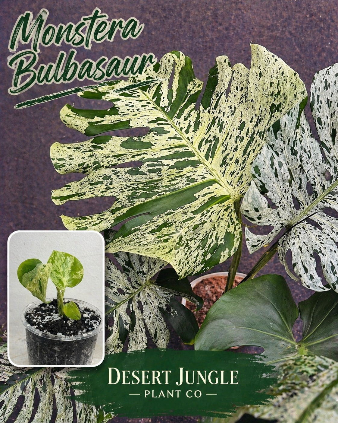 Monstera Bulbasaur