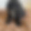Thumbnail: Black Female Toy Cavoodle $1800