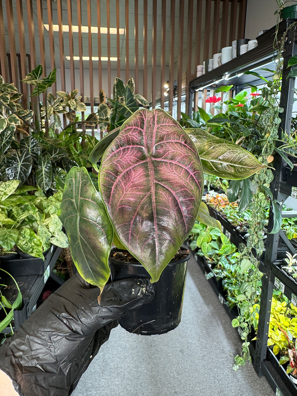 Thumbnail: Alocasia Azlanii