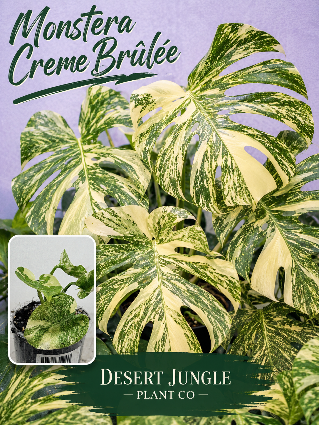 Monstera Creme Brûlée