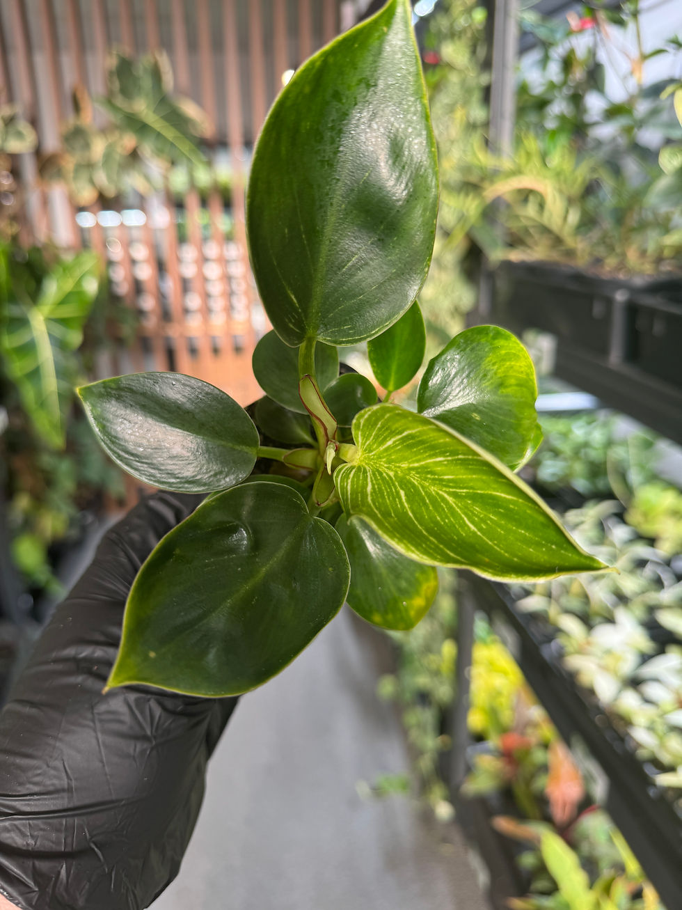 Thumbnail: Philodendron Birkin