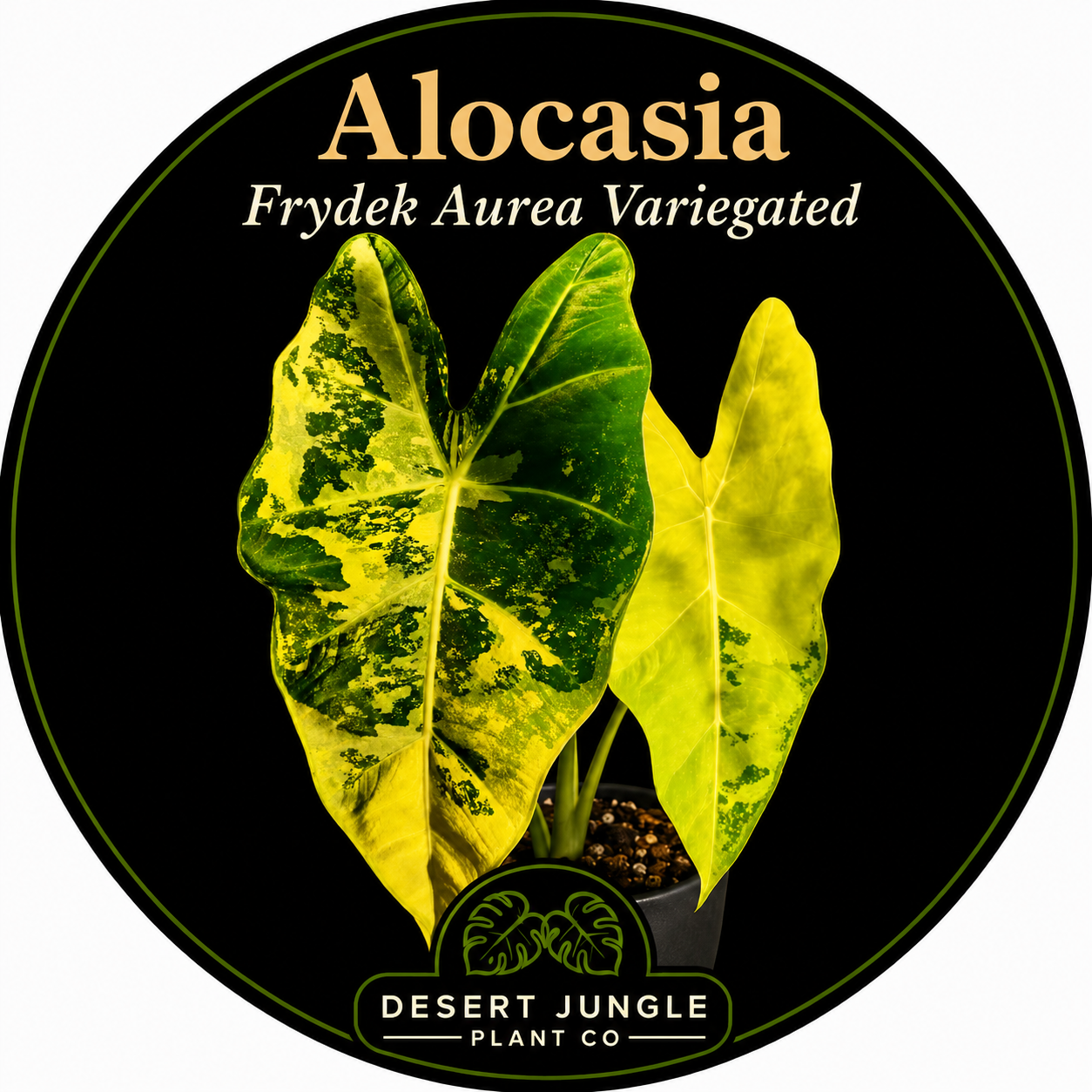 TC Alocasia Frydek Aurea