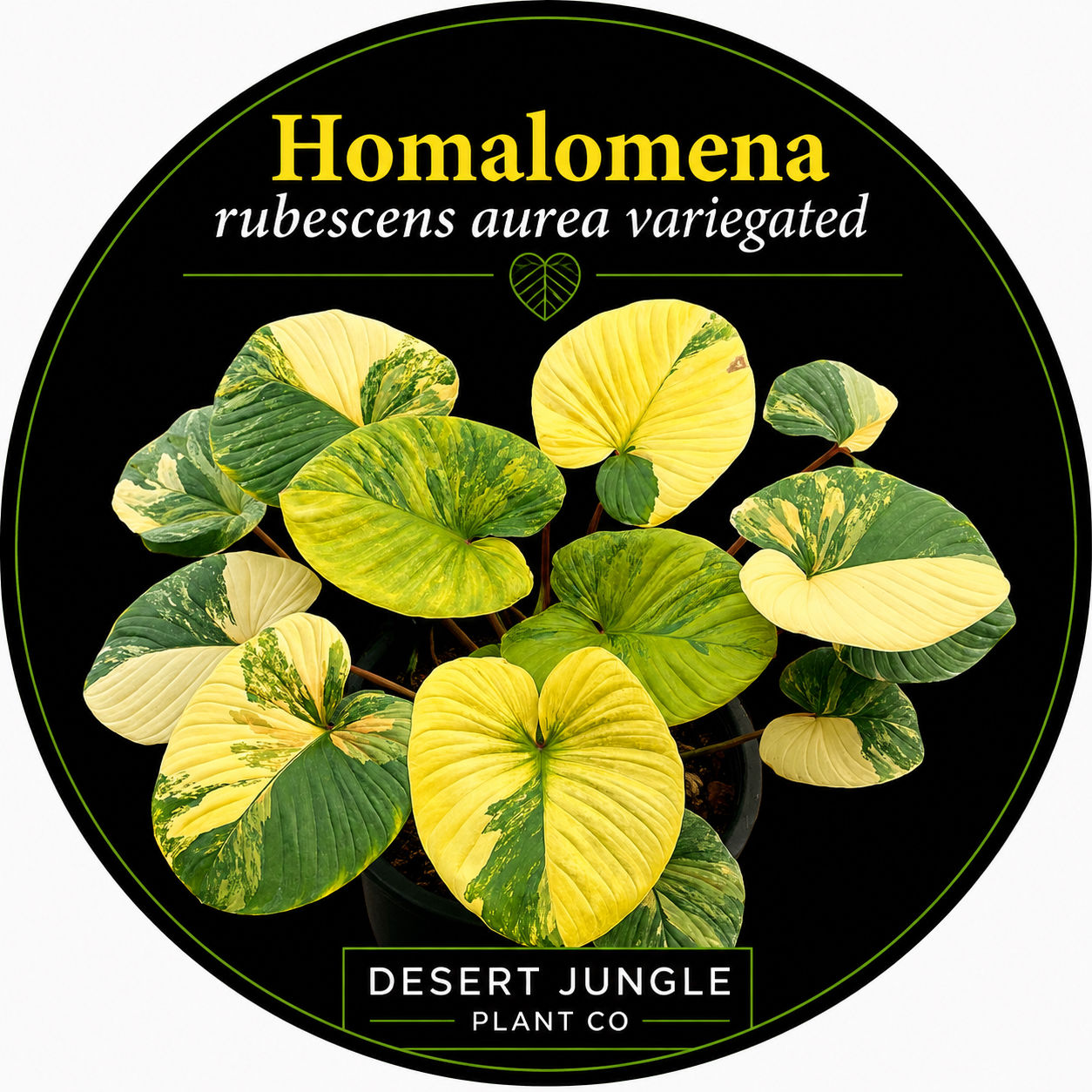TC Homalomena rubescens aurea variegated