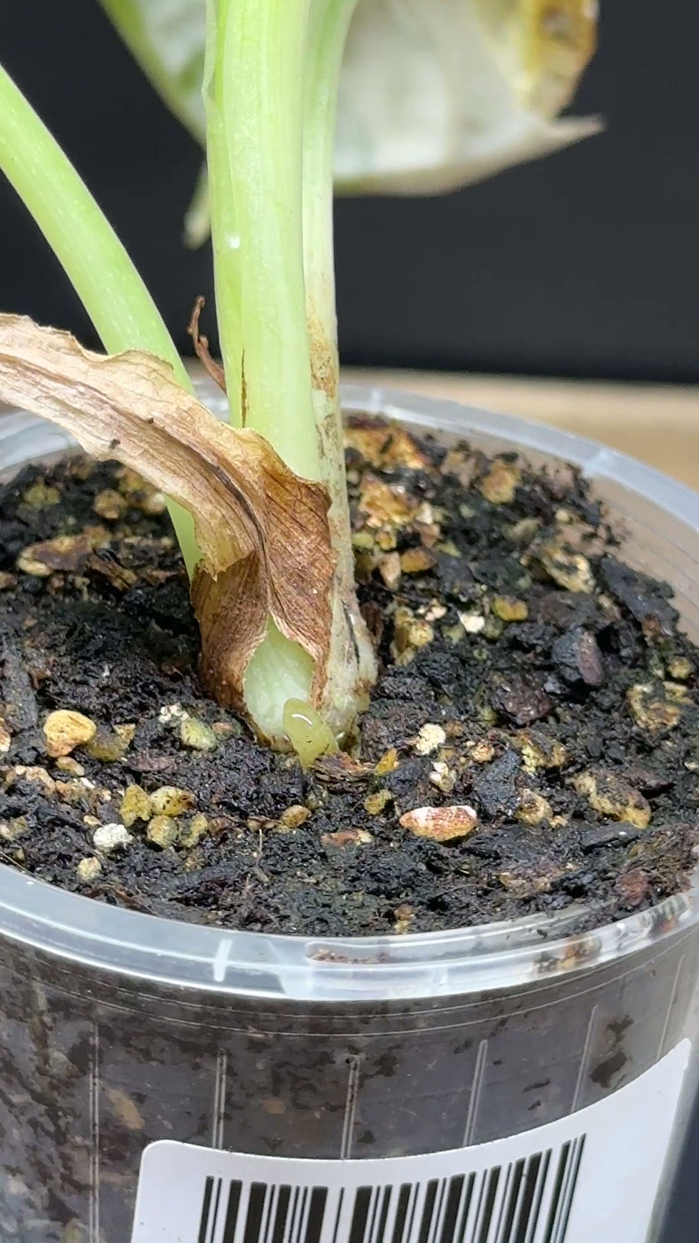 Thumbnail: Alocasia Dragon scale aurea Variegated - Plant#105