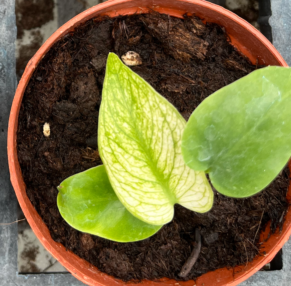 Thumbnail: Monstera Devil Monster - 70mm