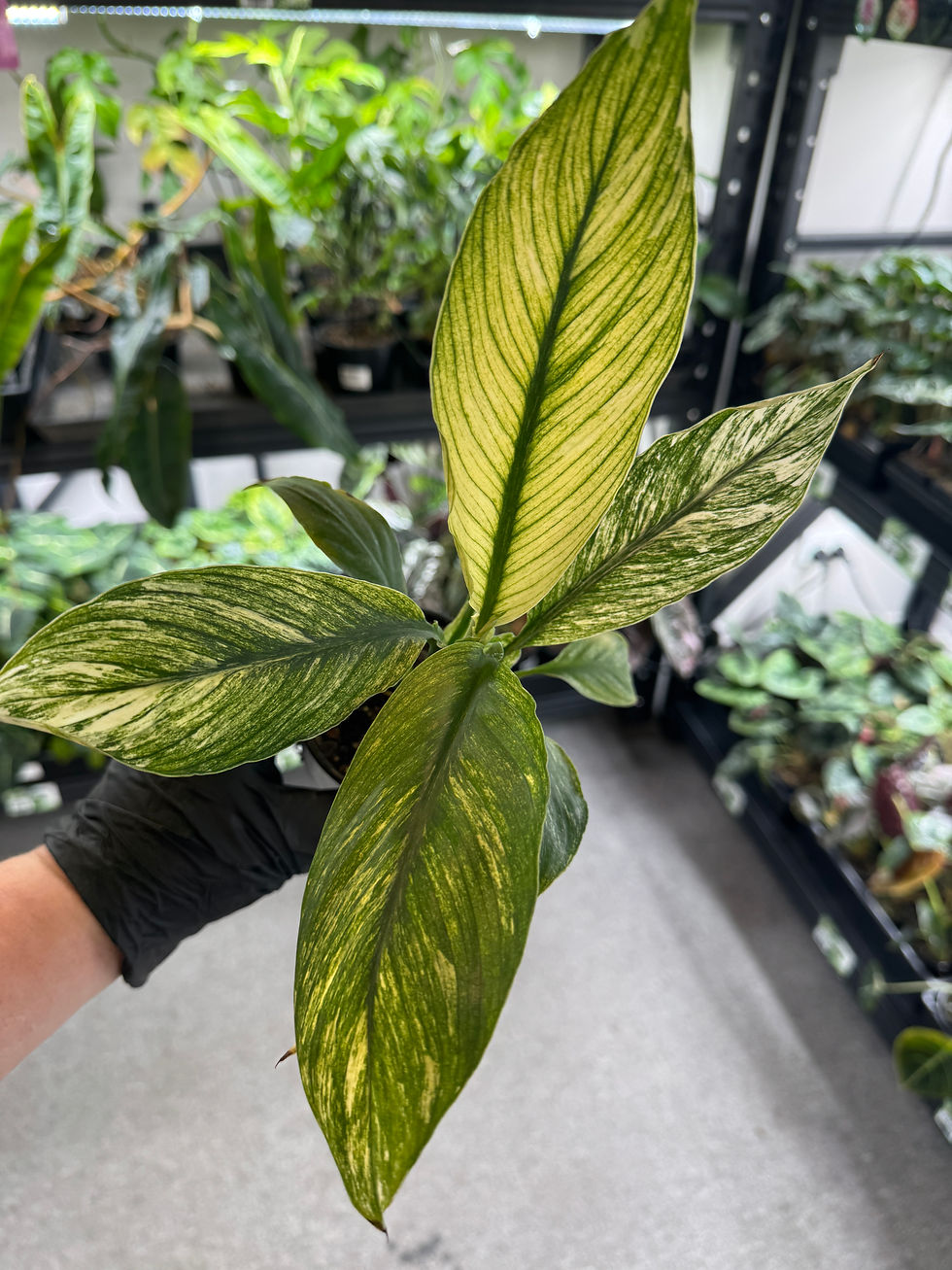 Thumbnail: Spathiphyllum Sensation Variegata