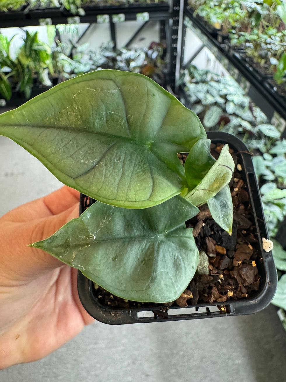 Thumbnail: Alocasia nebula 'Elaine'