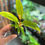 Thumbnail: Philodendron Ring Of Fire