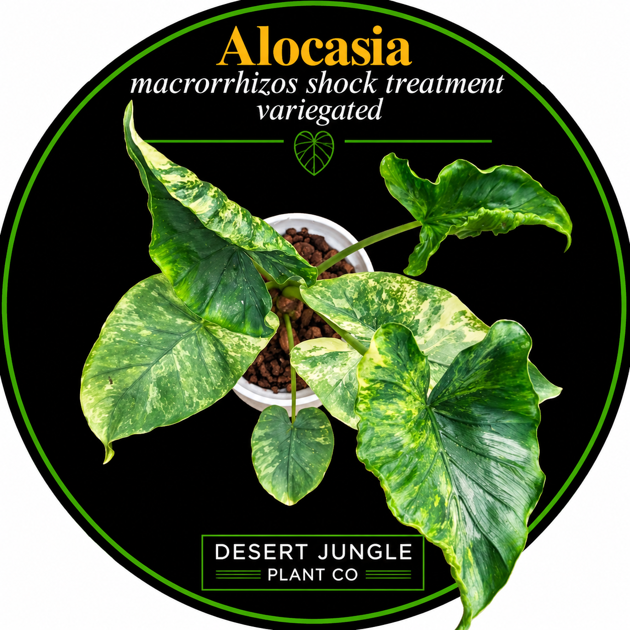 TC Alocasia Macrorrhizos Shock Treatment variegated