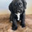 Thumbnail: Black Female Toy Cavoodle $2000