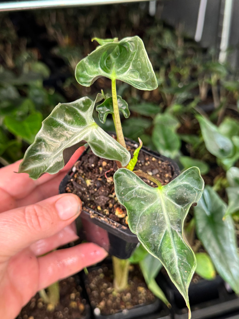 Thumbnail: Alocasia Loco