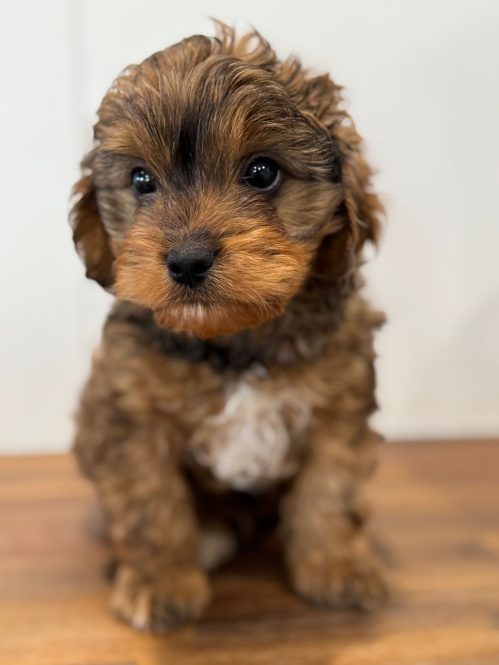 Thumbnail: 💙 Sable Merle Toy Cavoodle Male – $3000💙