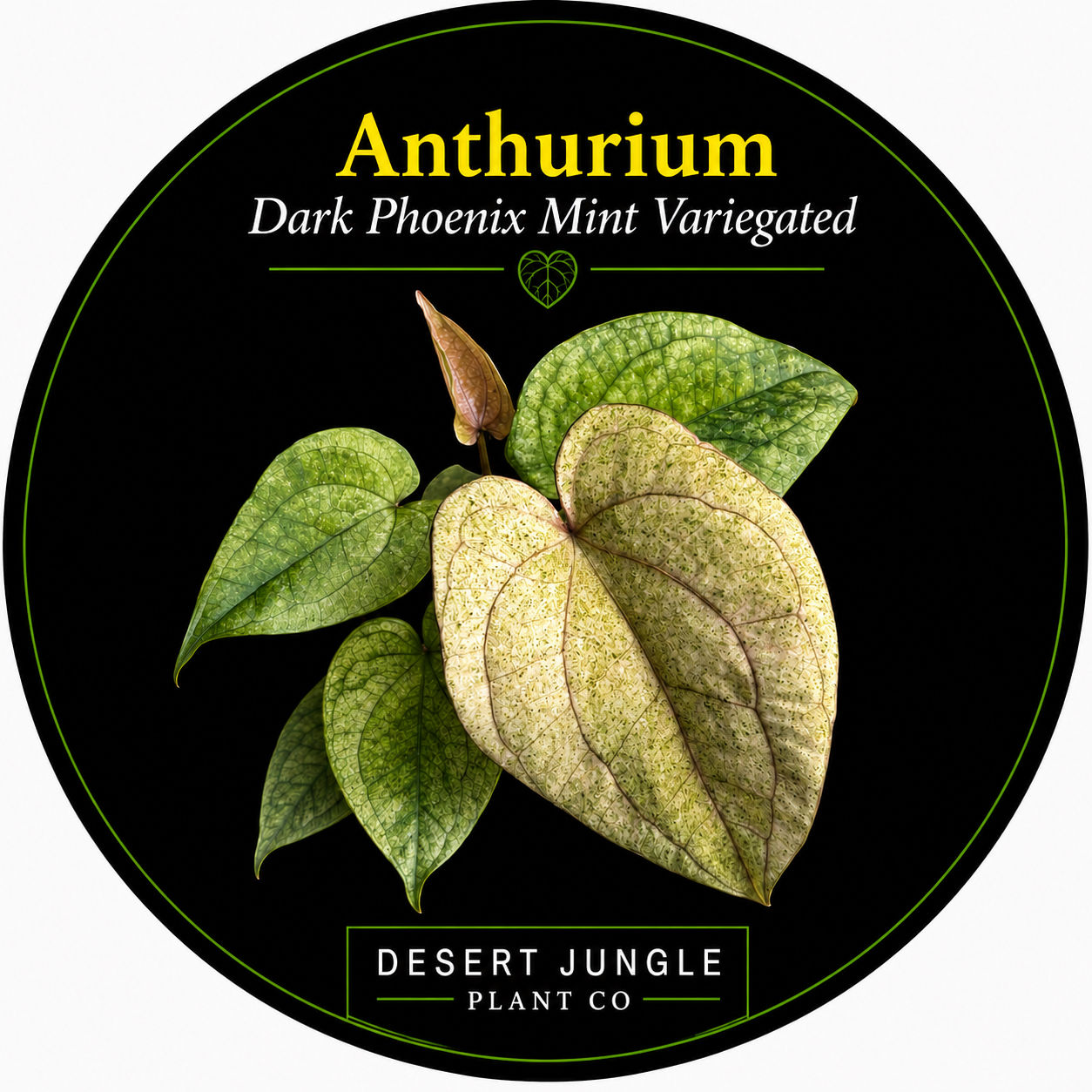TC Anthurium Dark Phoenix Mint Variegated
