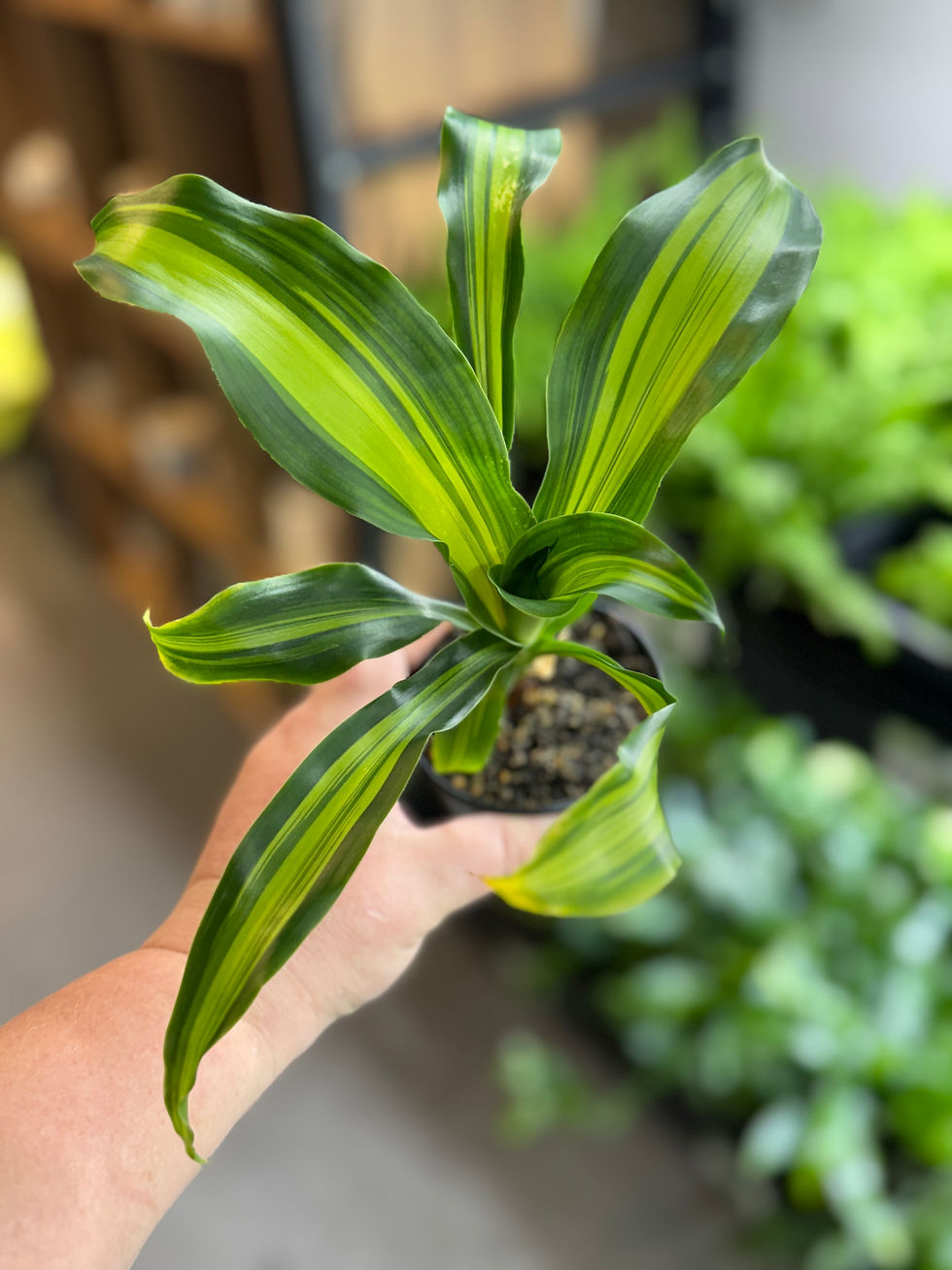 Thumbnail: Dracaena Goldcord