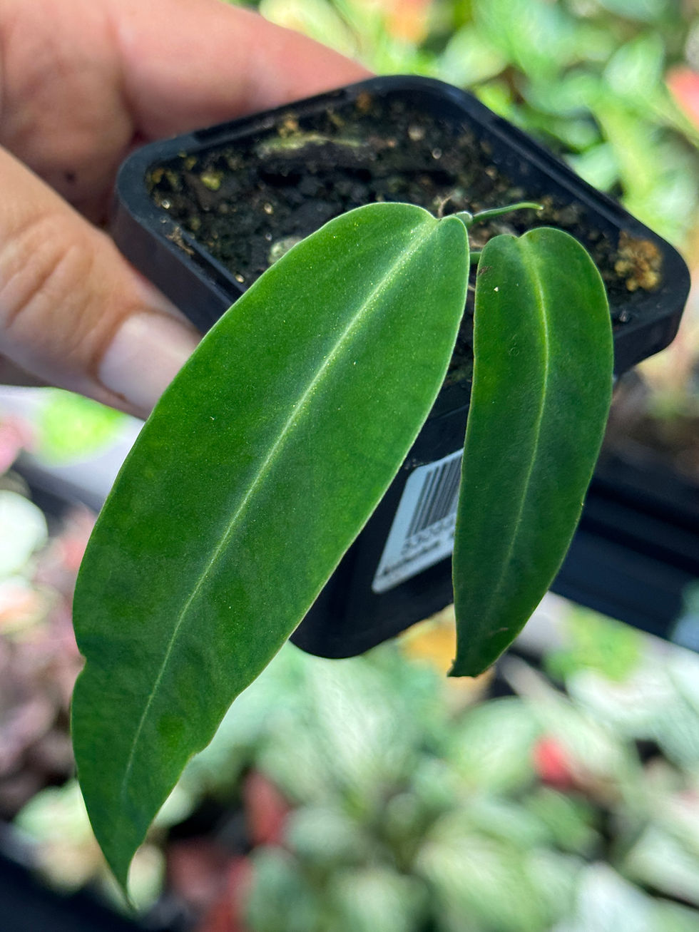 Thumbnail: Anthurium Warocoqueanum