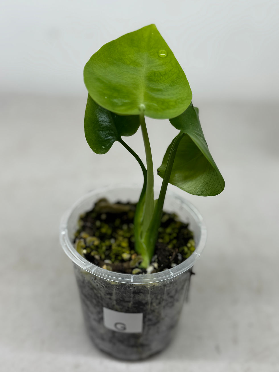 Thumbnail: Monstera Devil Monster - 70mm