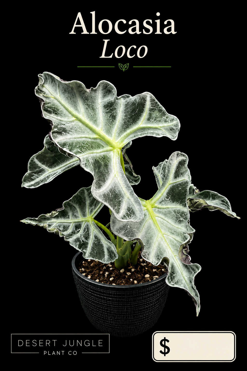 TC Alocasia 'Loco' - 10 Pack