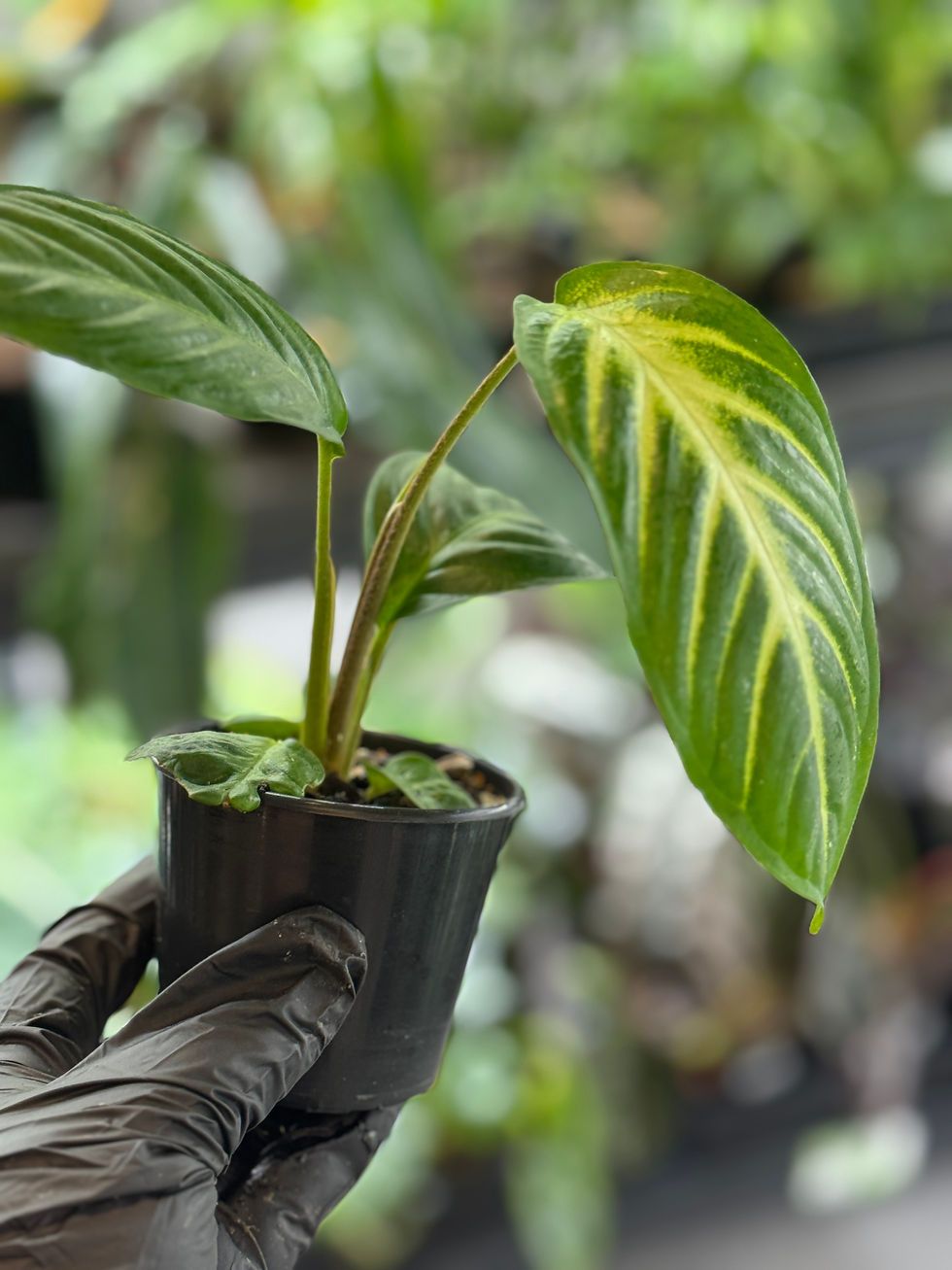 Thumbnail: Xanthosoma lindenii 'Magnificum'