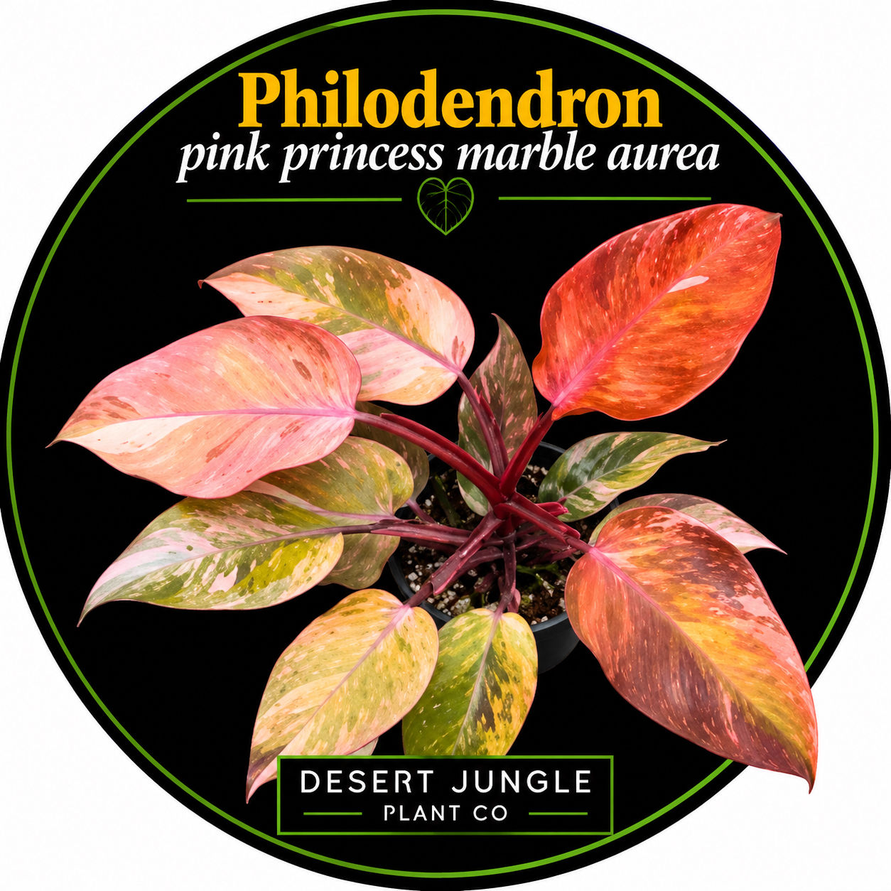 TC Philodendron Pink Princess Marble Aurea Variegated