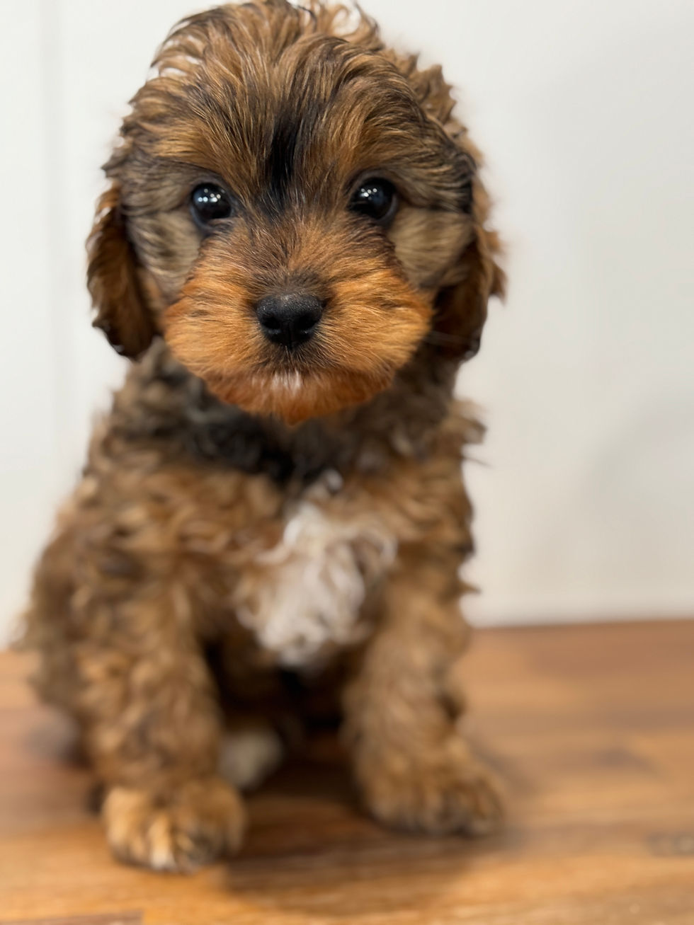 Thumbnail: 💙 Sable Merle Toy Cavoodle Male – $3000💙