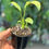 Thumbnail: Epipremnum gigantium variegated