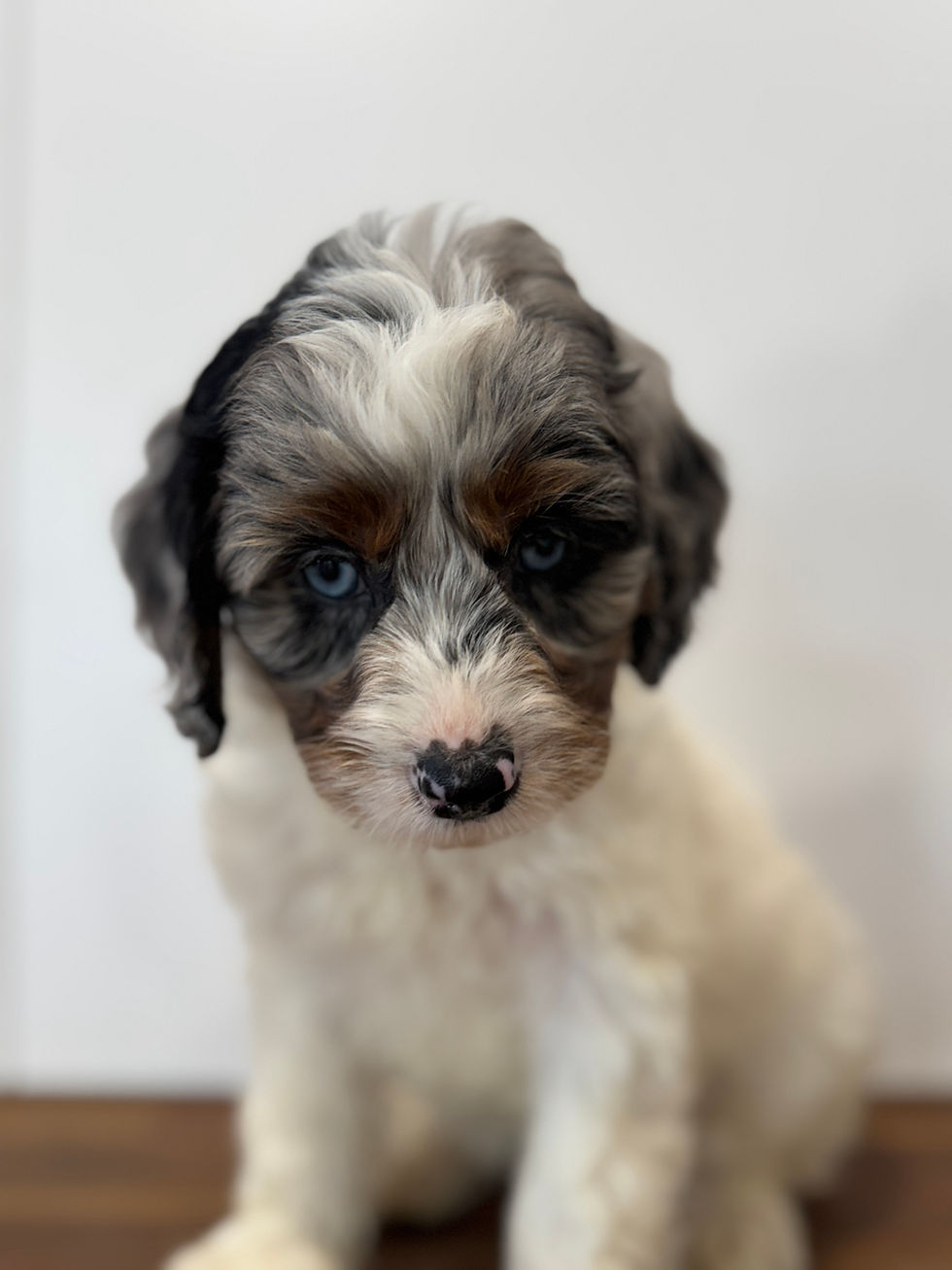 Thumbnail: Parti Phantom Blue merle Female $2800
