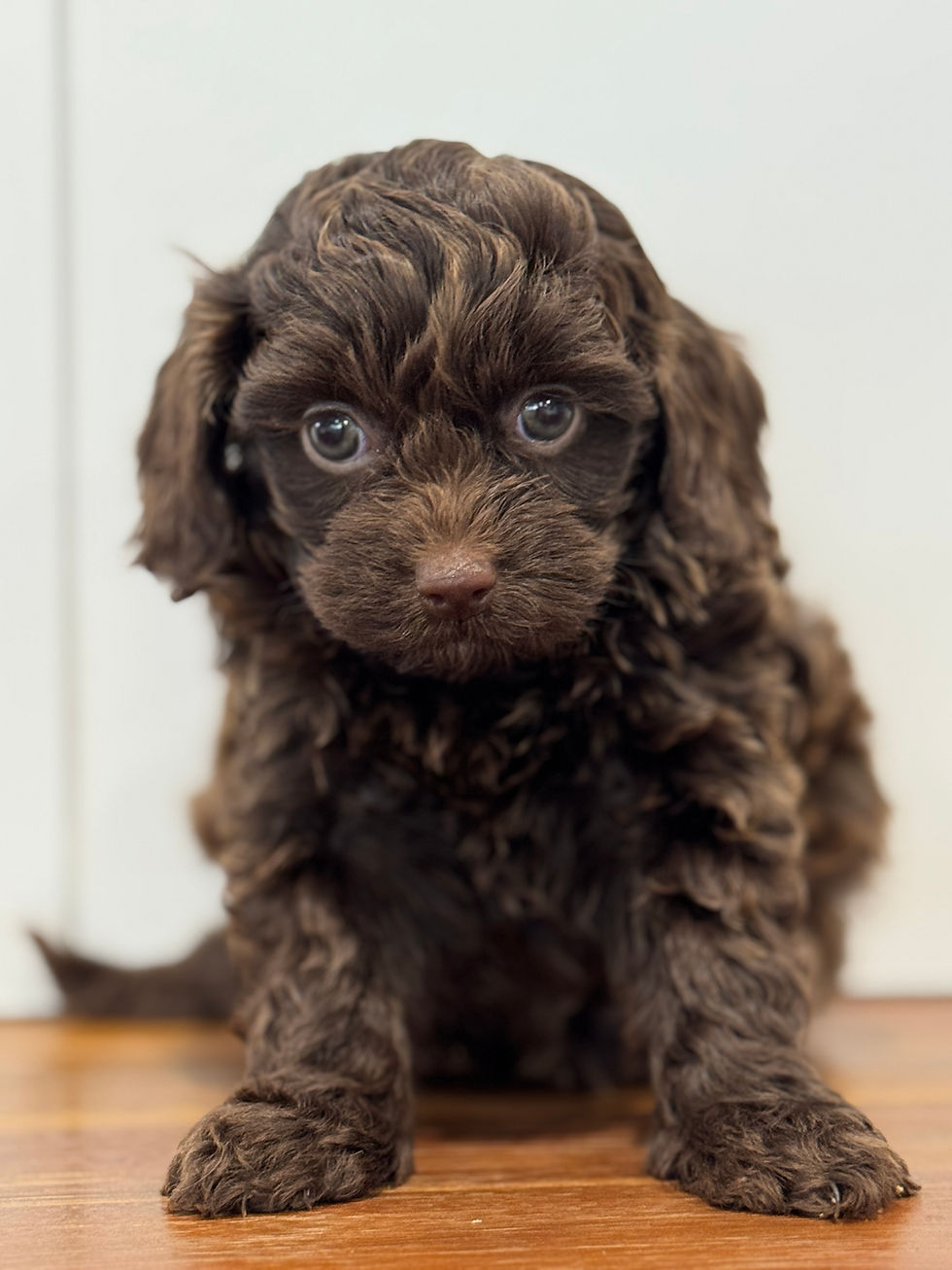 Thumbnail: 💛 Chocolate Toy Cavoodle Female – $3000 💛