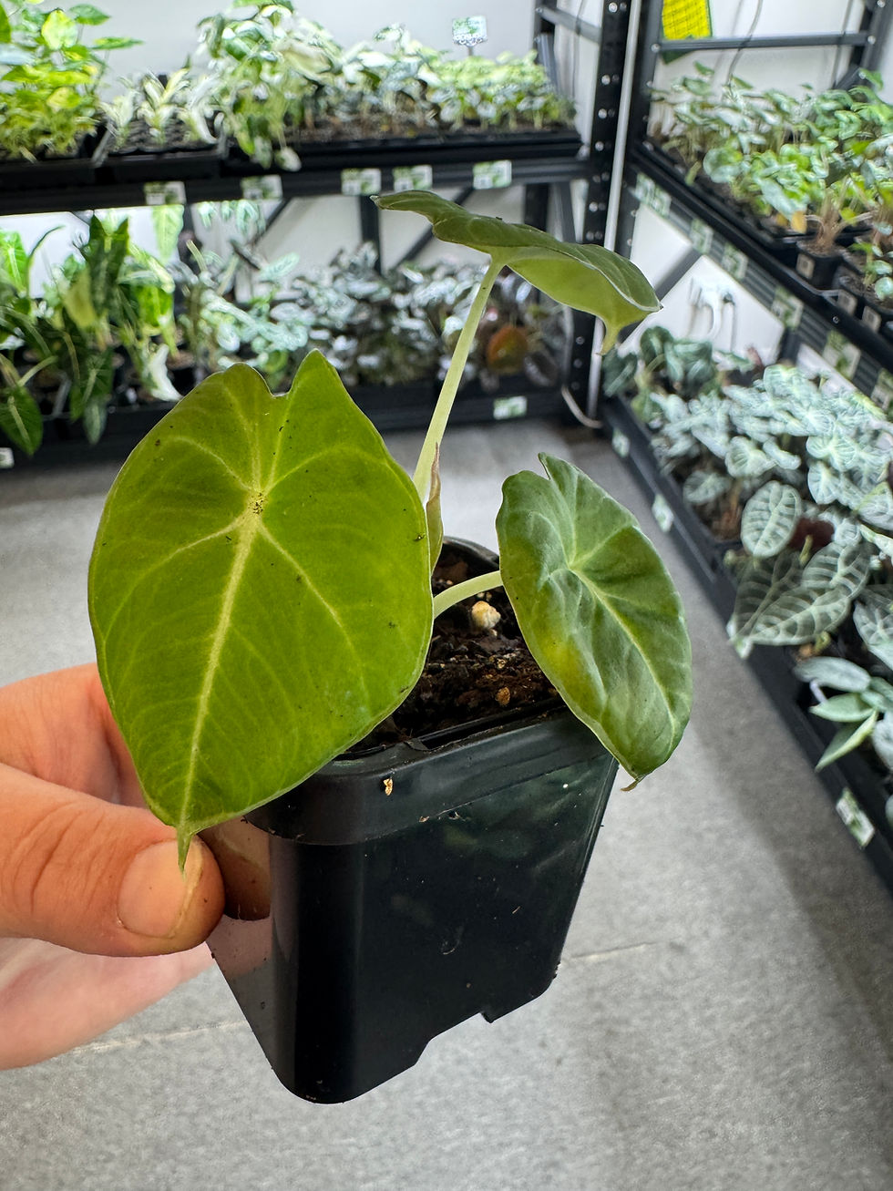 Thumbnail: Alocasia 'Black Velvet'