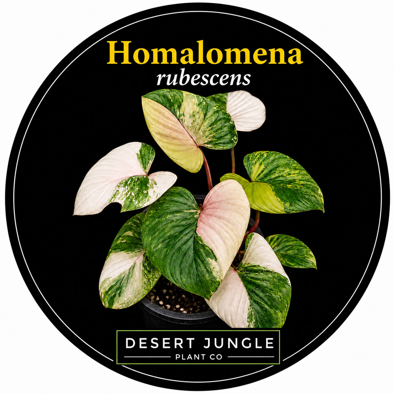 TC Homalomena rubescens variegated