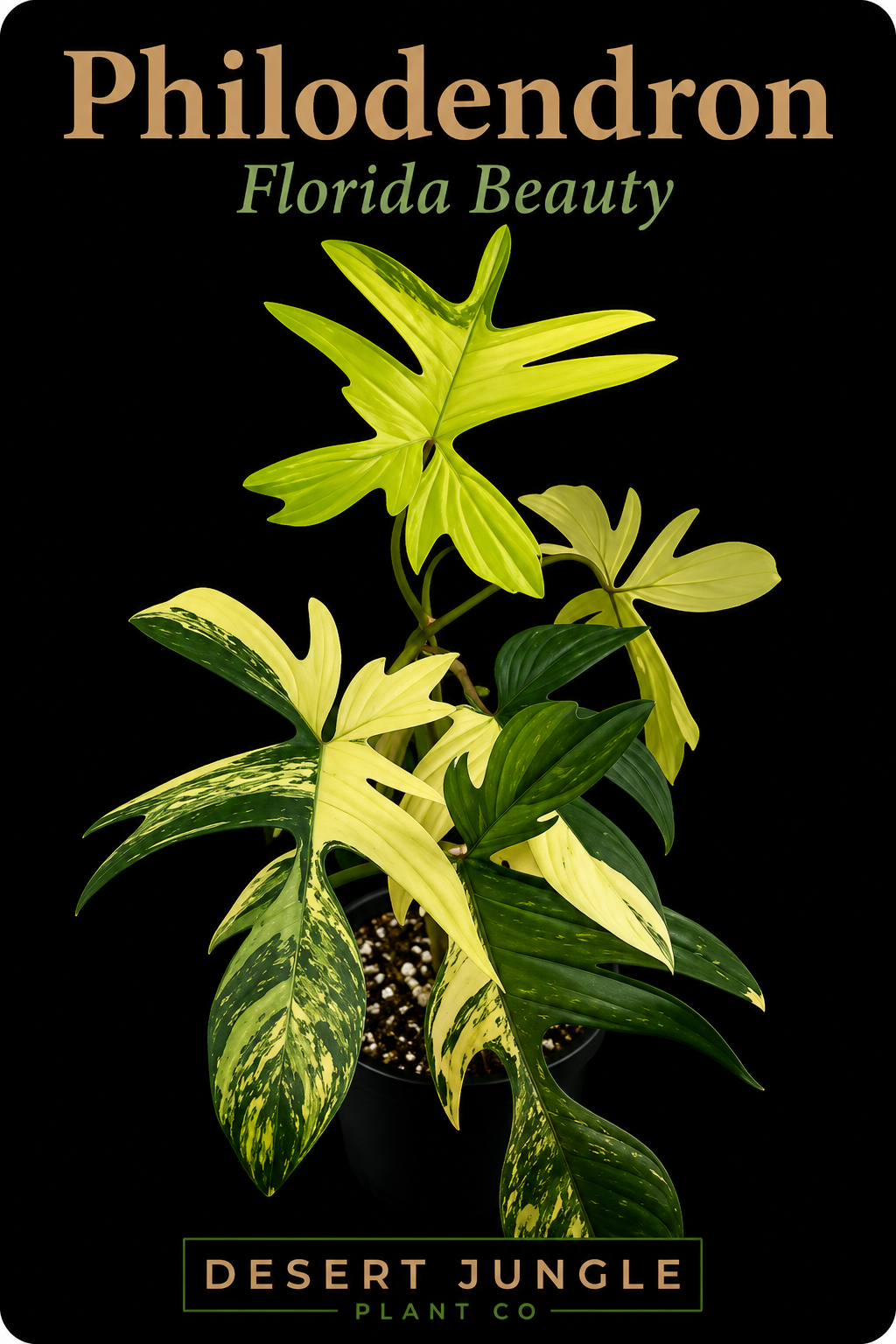 TC Philodendron Florida Beauty