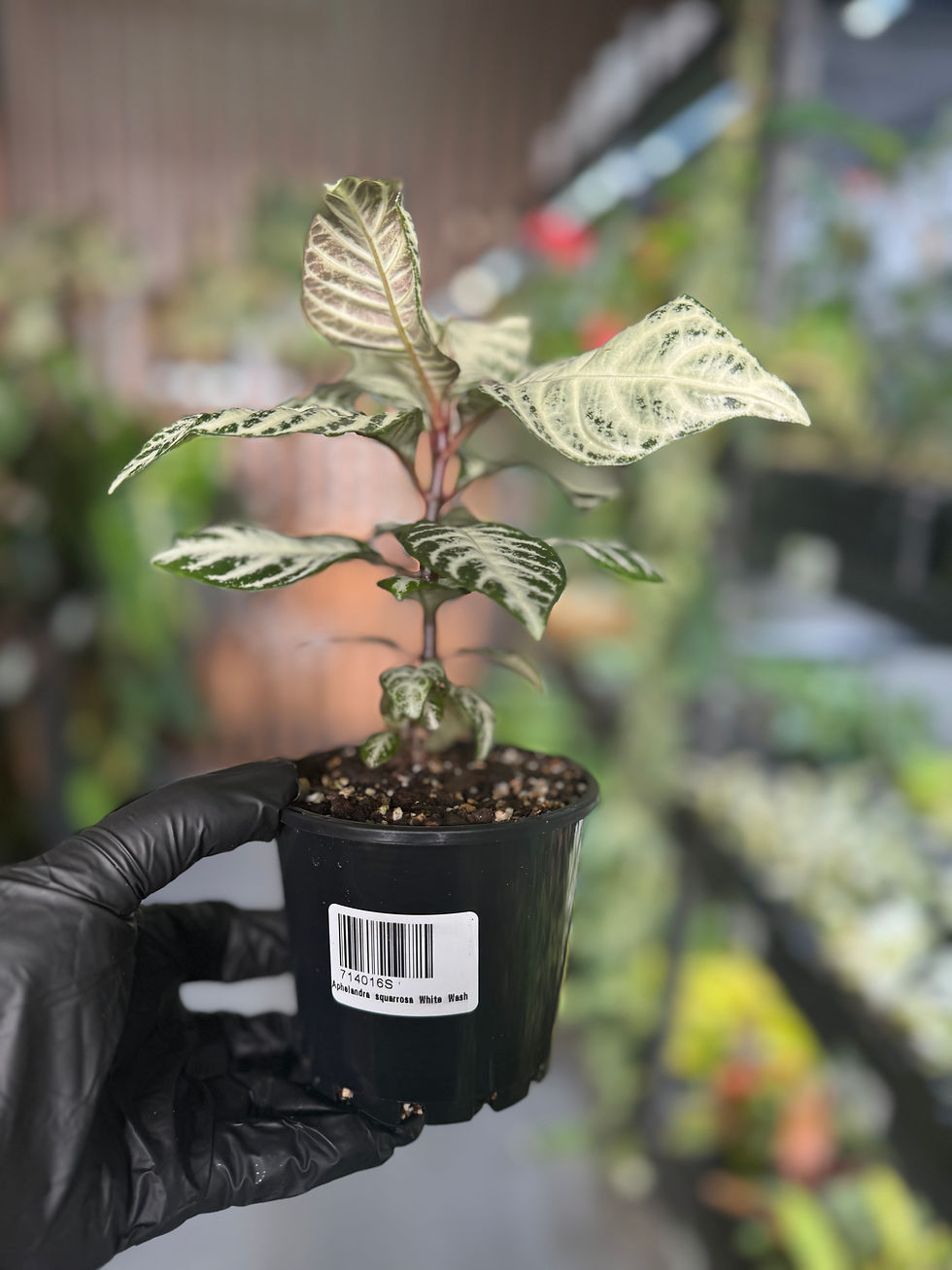 Thumbnail: Aphelandra squarrosa‘White Wash’
