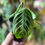 Thumbnail: Maranta leuconeura ‘Cat Mustache'
