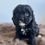Thumbnail: Black Female Toy Cavoodle $2200