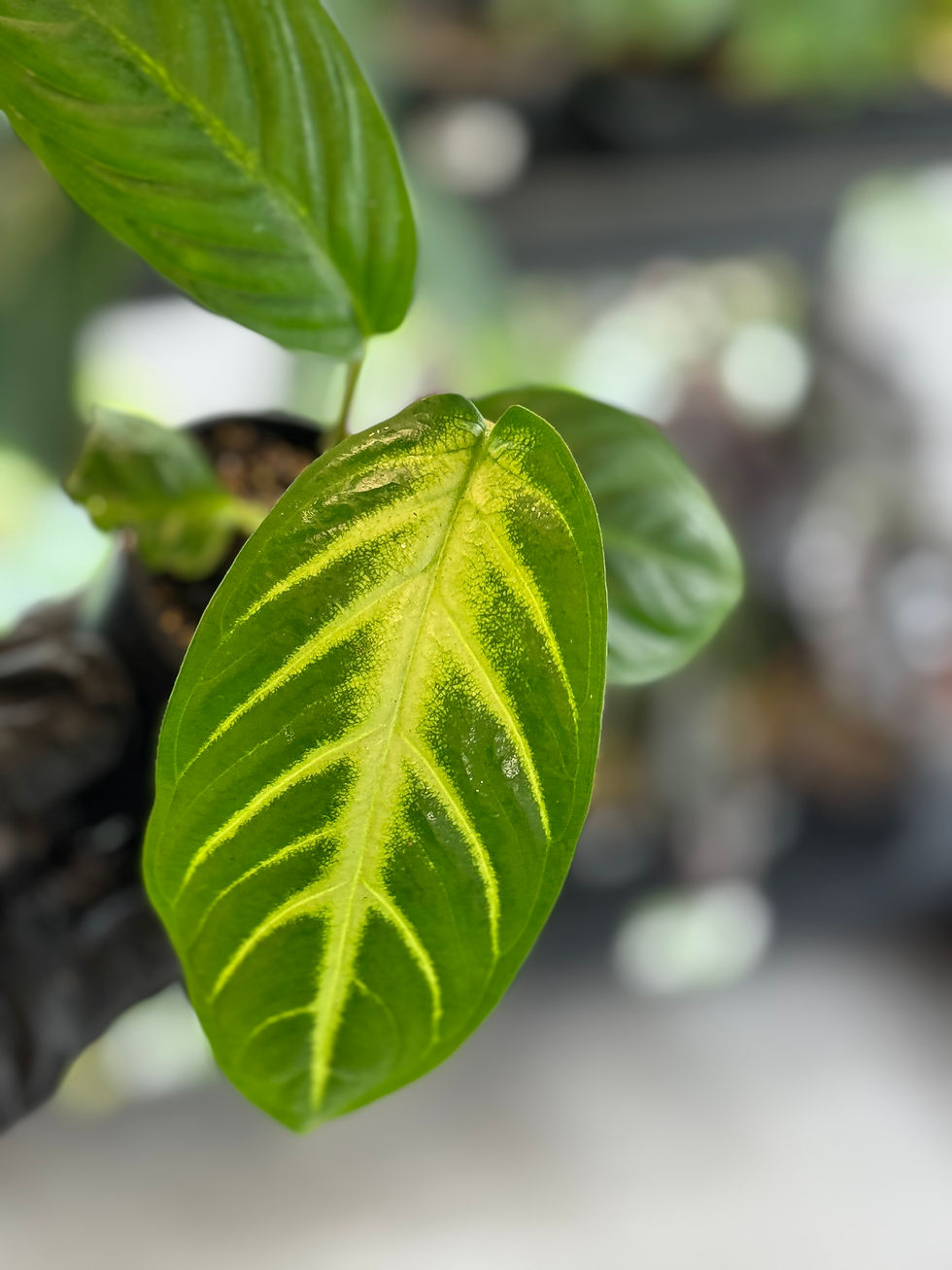 Thumbnail: Xanthosoma lindenii 'Magnificum'