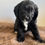 Thumbnail: Black Female Toy Cavoodle $2000