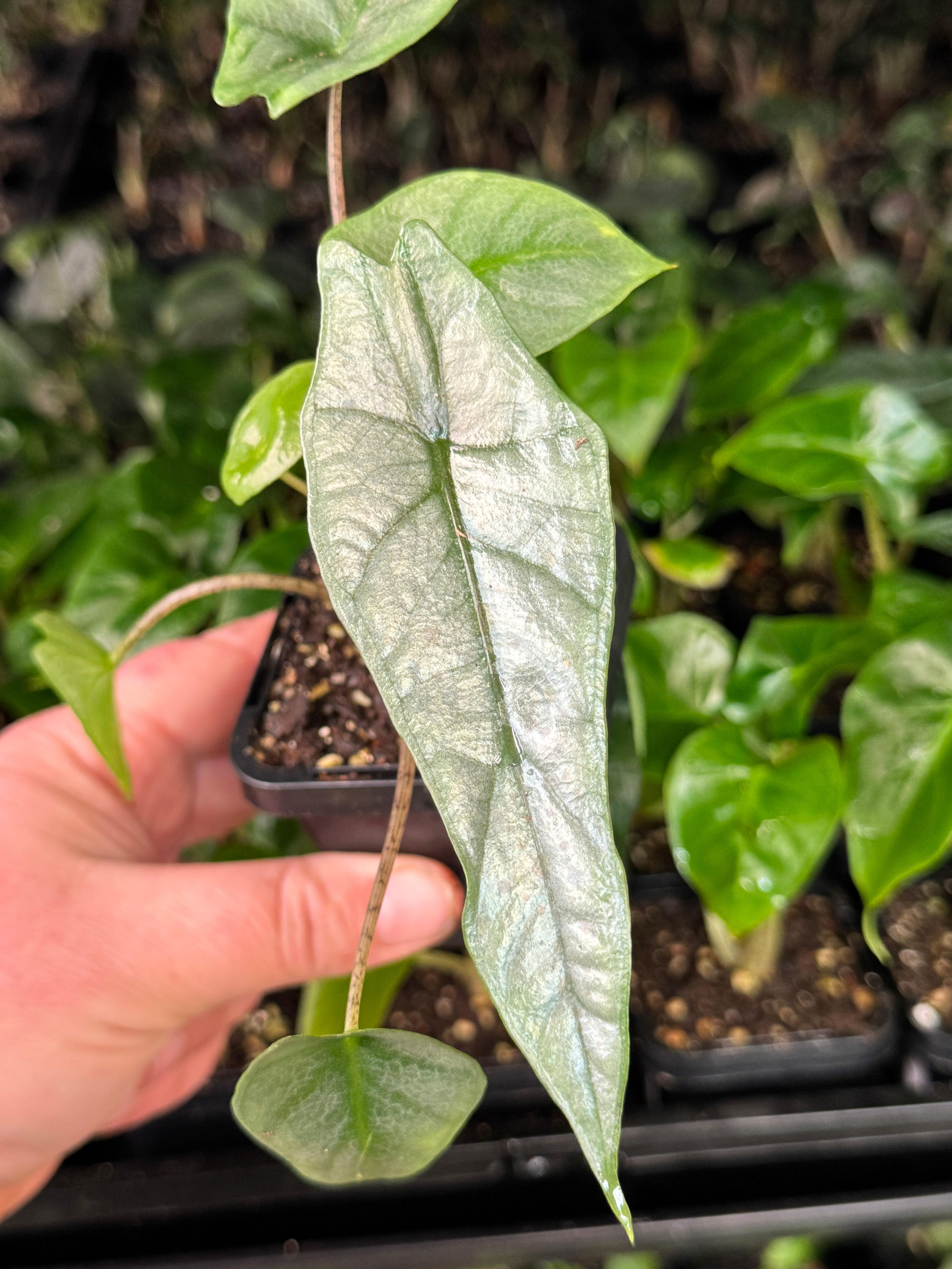 Alocasia Metallic blue