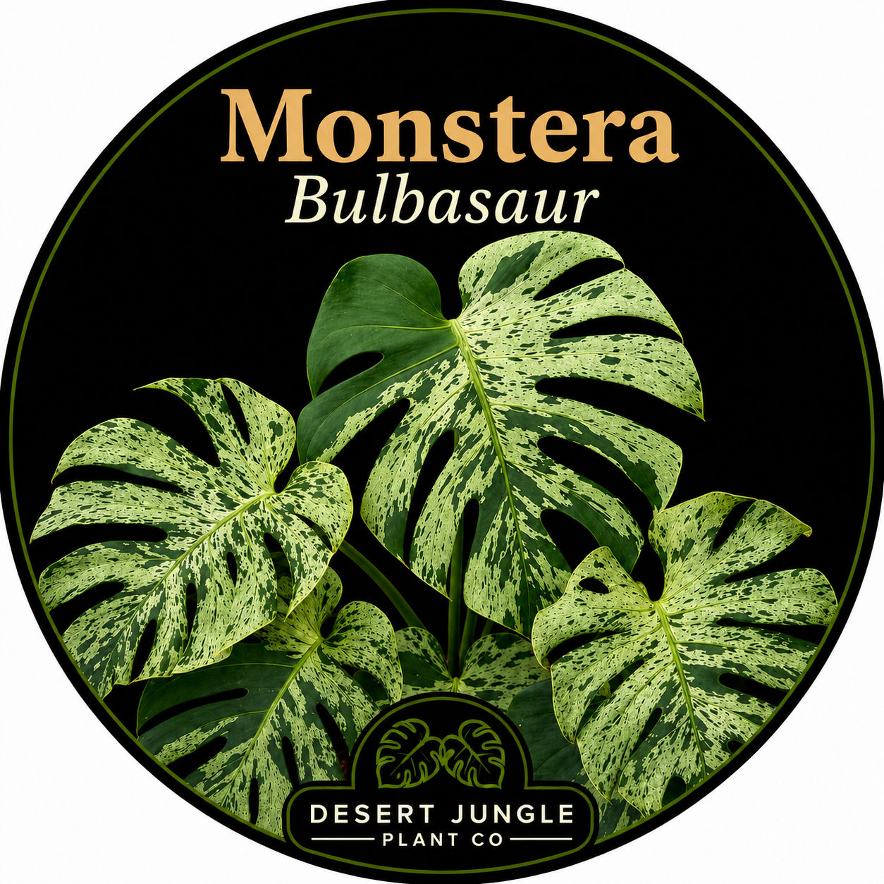 TC Monstera Deliciosa 'Bulbasaur'