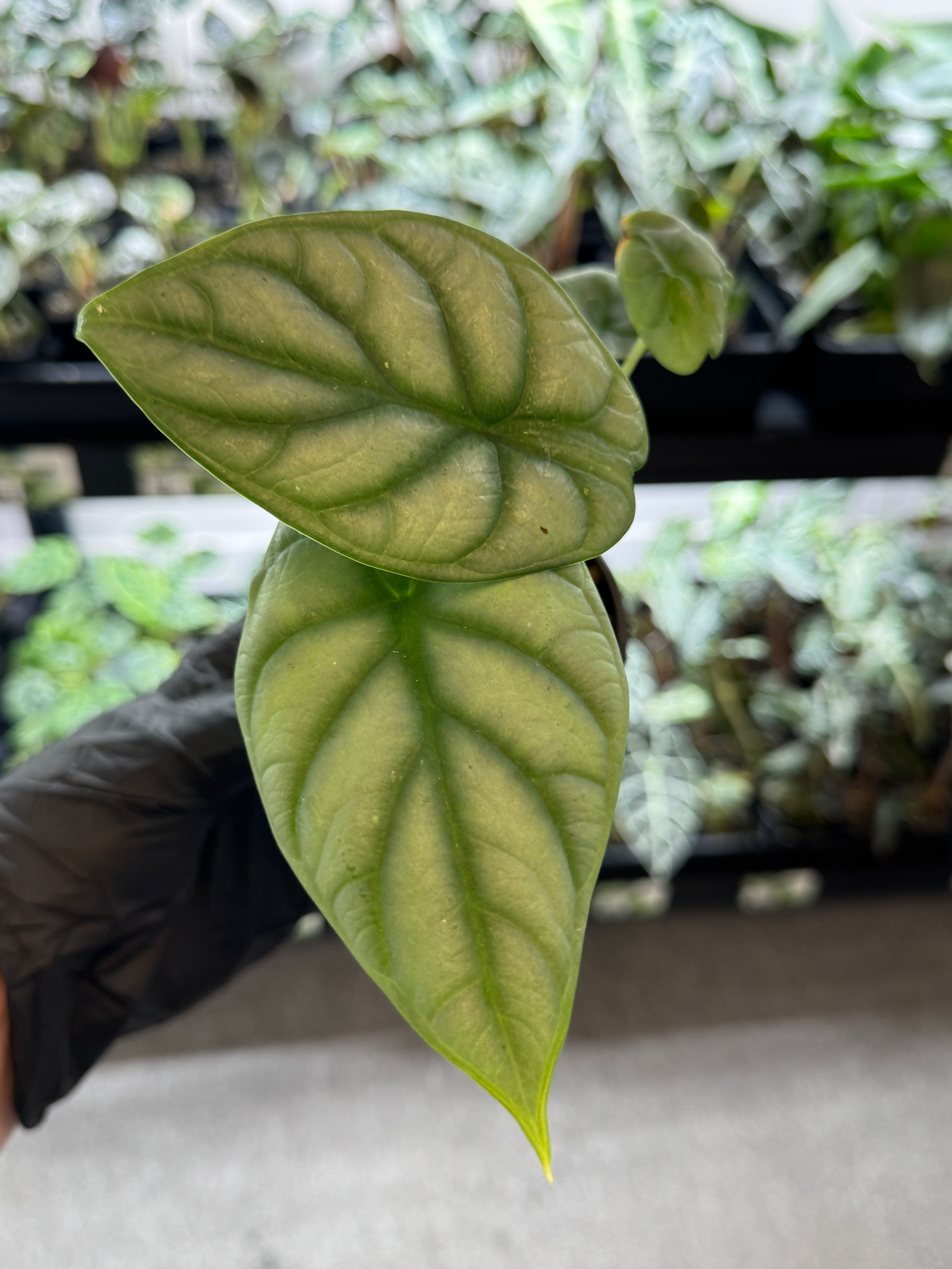 Alocasia Silver Dragon
