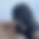 Thumbnail: Black Female Toy Cavoodle $1800