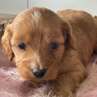 IMG_8731Cavoodle pics 130322.jpg