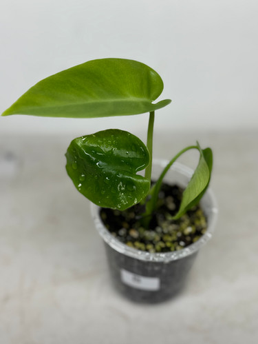 Monstera Devil Monster - 70mm | Desert Jungle