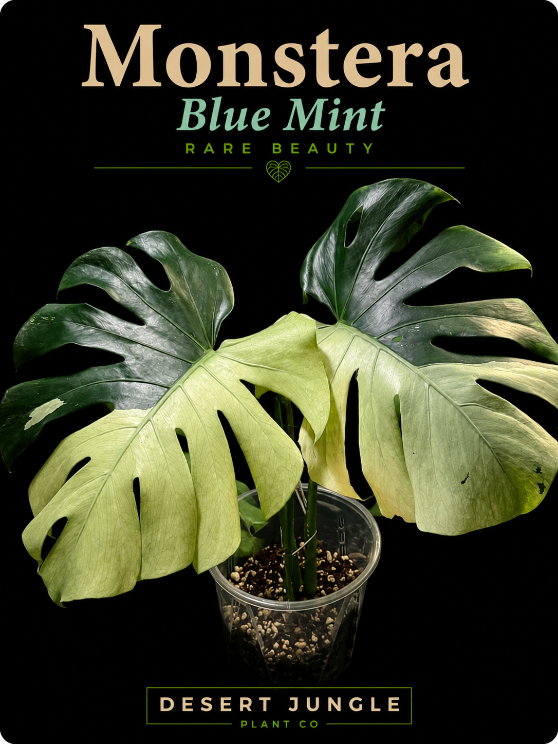 TC Monstera Blue Mint