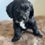 Thumbnail: Black Female Toy Cavoodle $2000