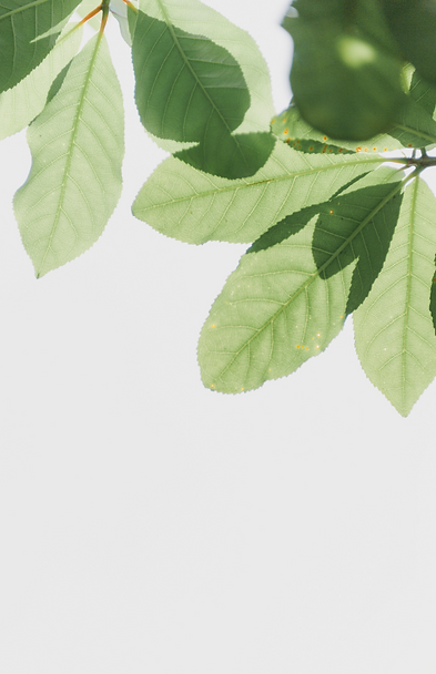 pexels-min-an-1650032_edited.png