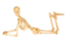 Skeleton Coy.jpeg